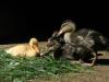 Carmen's Wildlife Rehab  -  Nursery for orphaned wild waterfowl